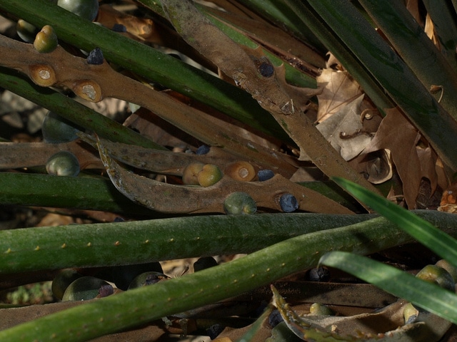 Cycas rumphii (Cycas rumphii)