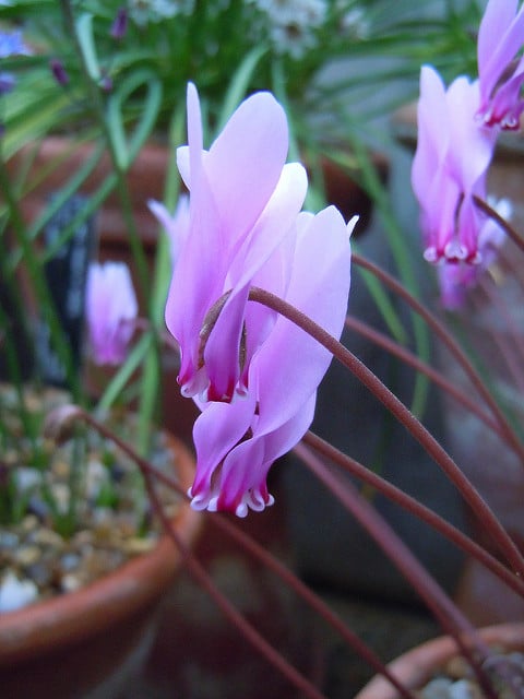 Cyclamen africanum (Cyclamen africanum)