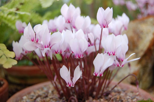Cyclamen africanum