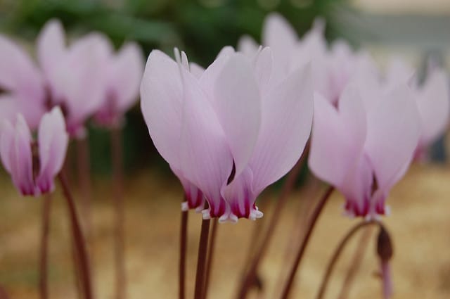 Cyclamen africanum