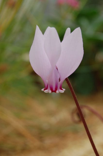 Cyclamen africanum