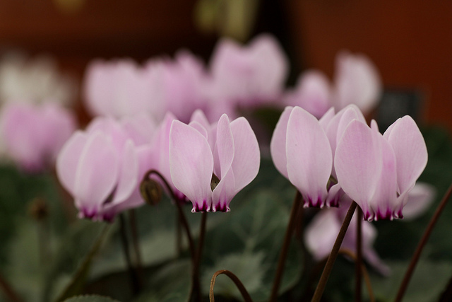 Cyclamen de cilicie