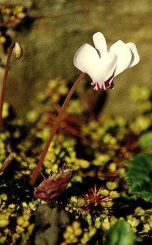 Cyclamen de l’île de cos