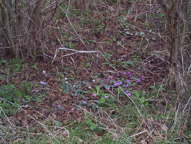 Cyclamen de l’île de cos