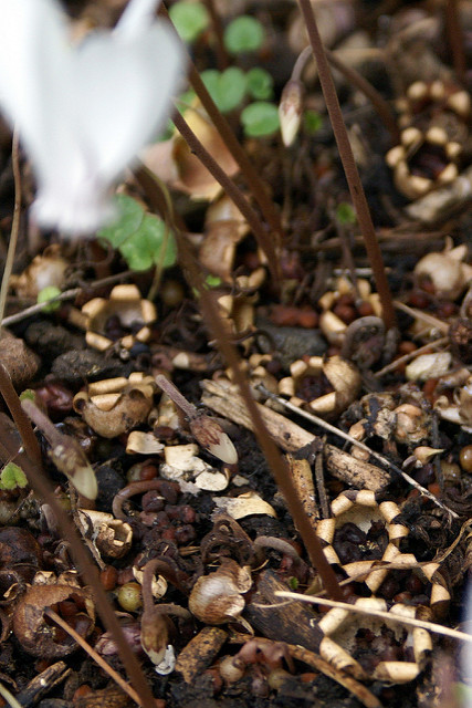 Cyclamen de l’île de cos