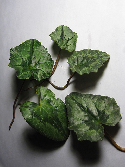 Cyclamen de naples (Cyclamen hederifolium)