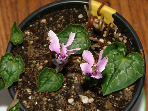 Cyclamen de naples