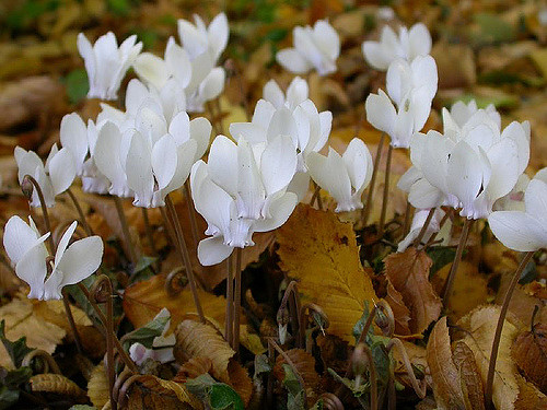 Cyclamen de naples