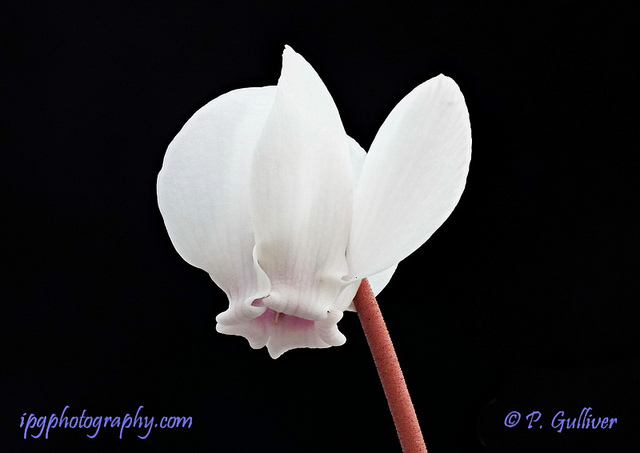 Cyclamen de naples