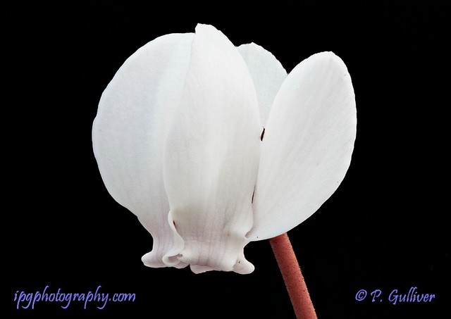 Cyclamen de naples