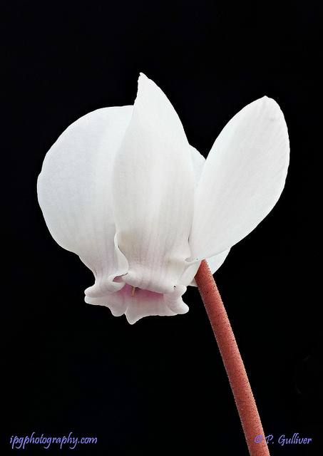 Cyclamen de naples