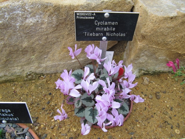 Cyclamen mirabile (Cyclamen mirabile)