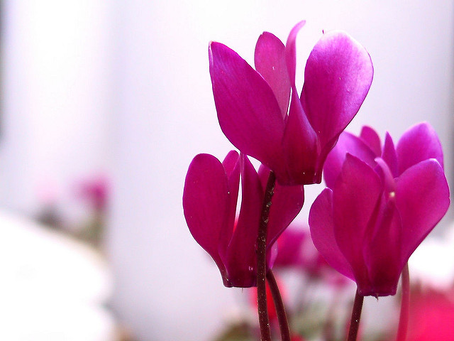 Cyclamen de perse