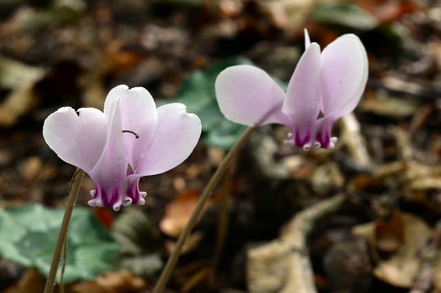 Cyclamen de perse