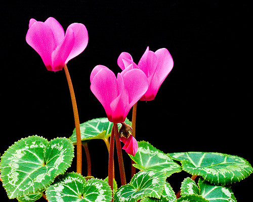 Cyclamen de perse