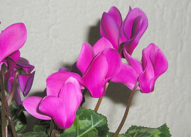 Cyclamen de perse