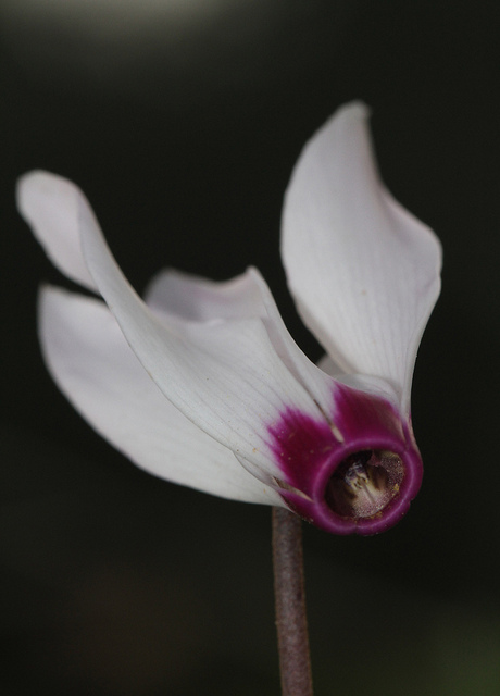 Cyclamen de perse
