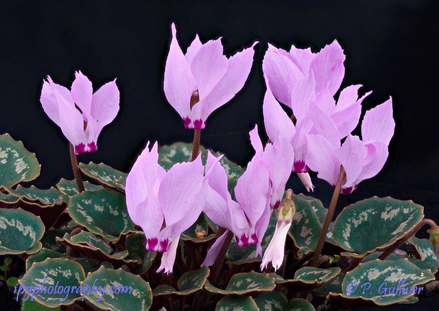Cyclamen de turquie