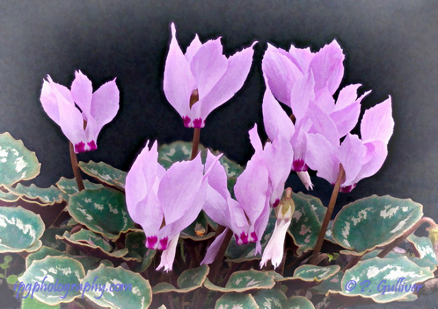 Cyclamen de turquie