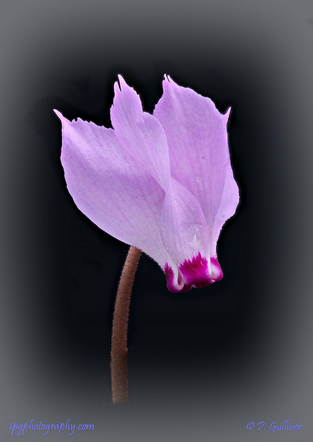 Cyclamen de turquie