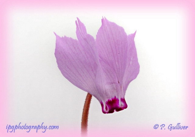 Cyclamen de turquie