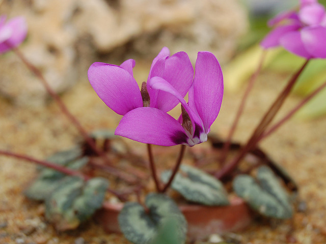 Cyclamen de turquie