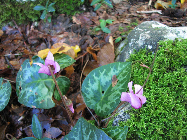 Cyclamen des alpes (Cyclamen purpurascens)