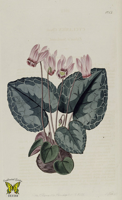 Cyclamen des alpes