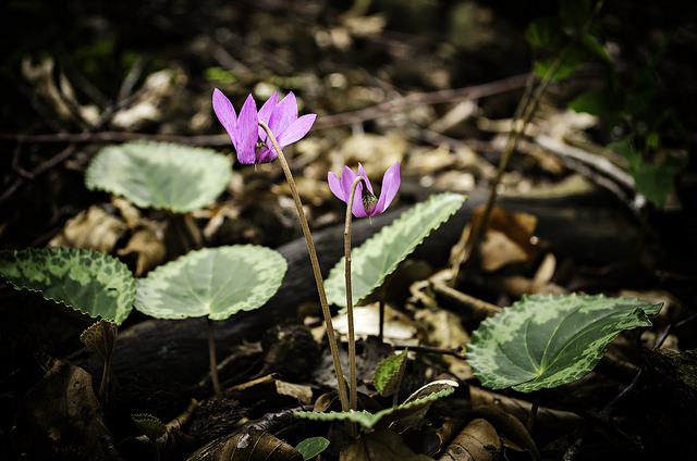 Cyclamen des alpes