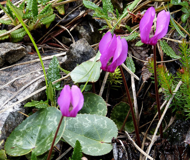 Cyclamen des alpes