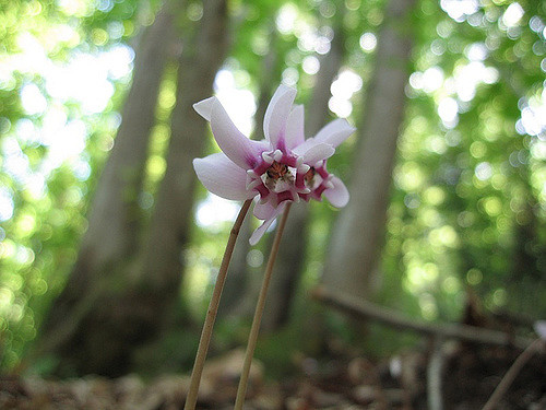 Cyclamen des alpes