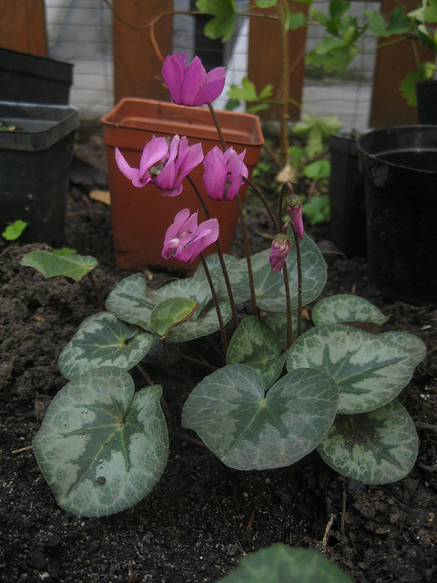 Cyclamen des alpes