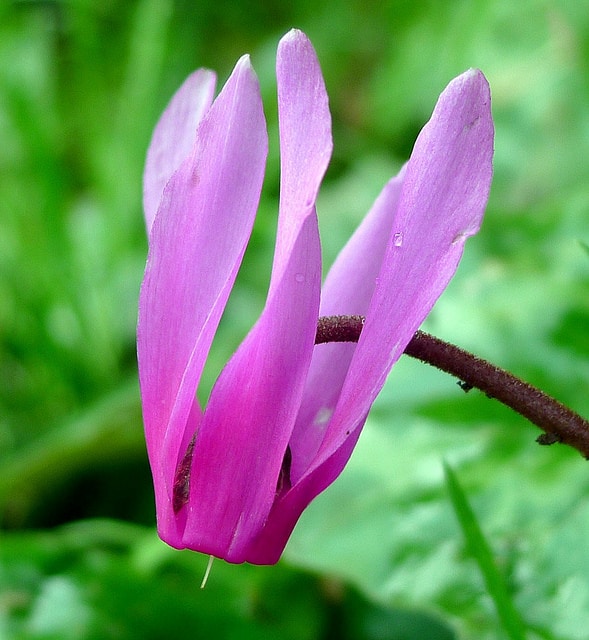 Cyclamen du printemps (Cyclamen repandum)