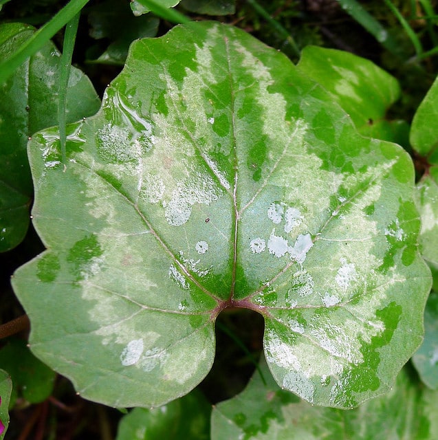 Cyclamen du printemps