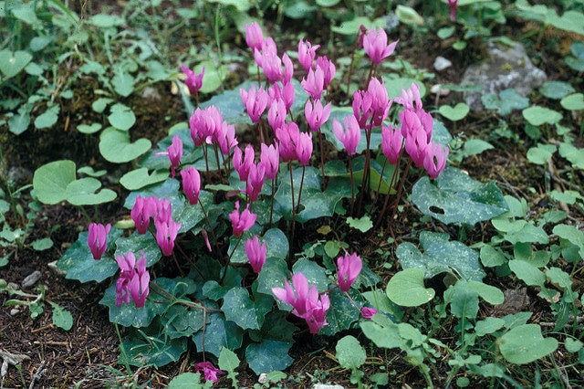 Cyclamen du printemps