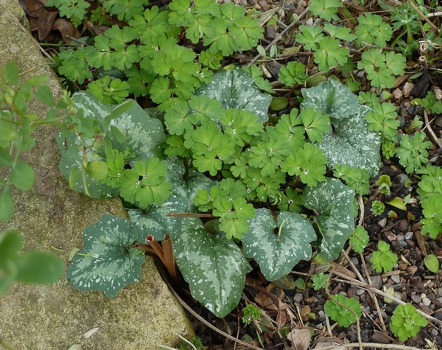 Cyclamen du printemps
