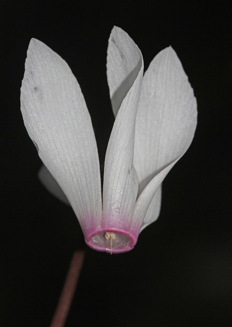Cyclamen du printemps