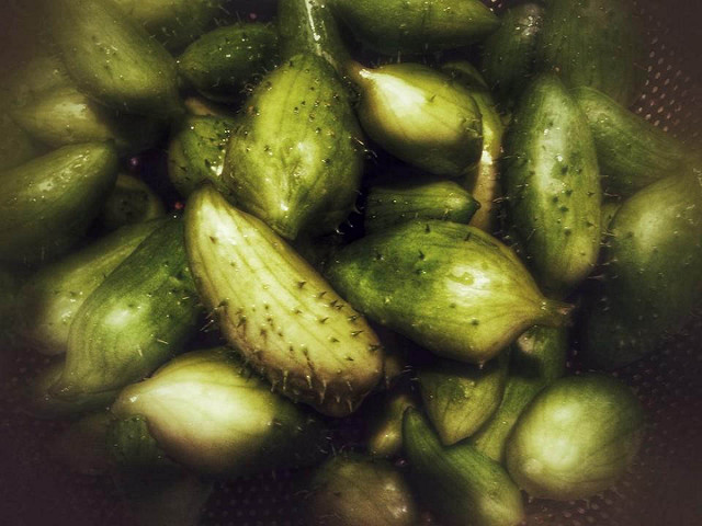 Margose lisse (Cyclanthera pedata)