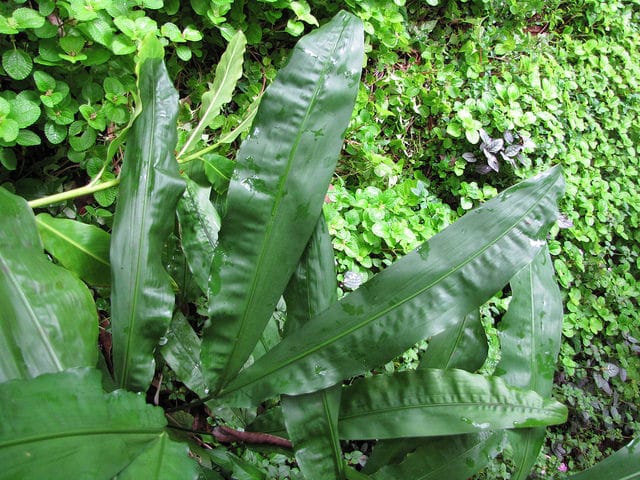 Cyclanthus bipartitus