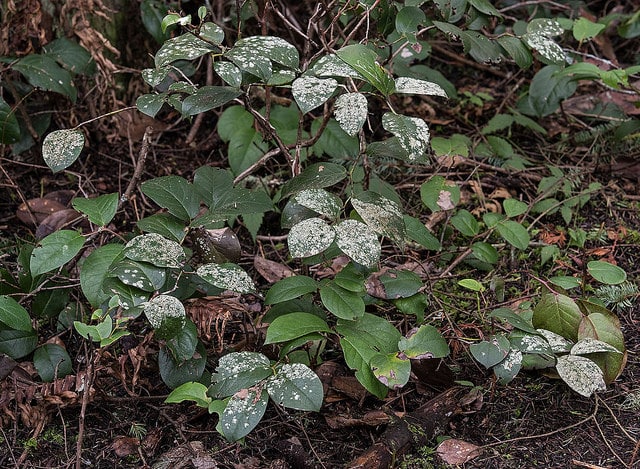 Cyclanthus bipartitus