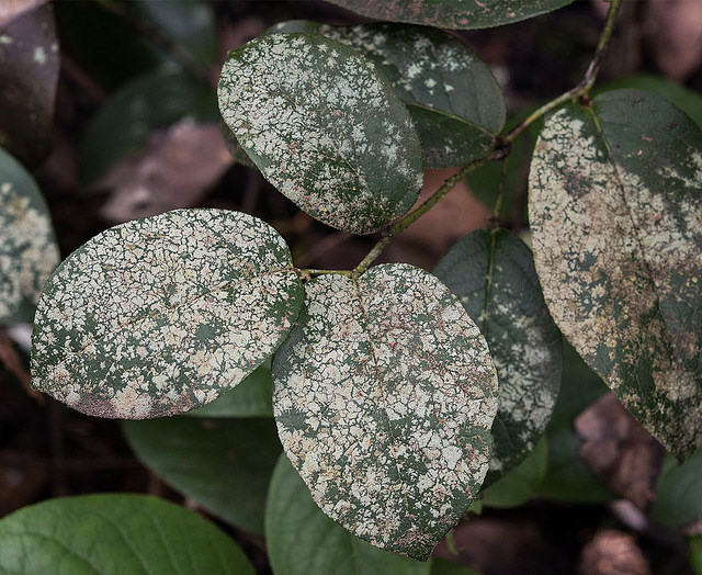 Cyclanthus bipartitus
