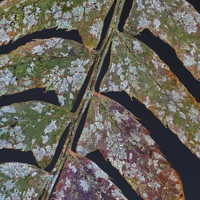 Cyclanthus bipartitus