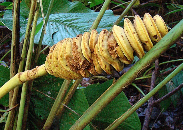 Cyclanthus bipartitus