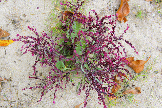 Cycloloma atriplicifolium