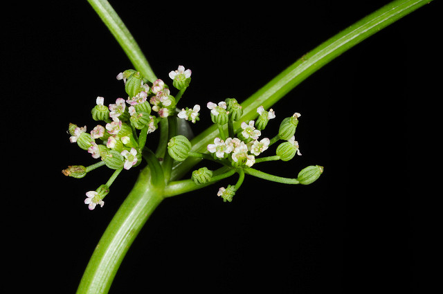 Cyclospermum leptophyllum