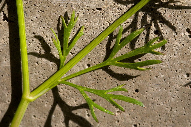 Cyclospermum leptophyllum