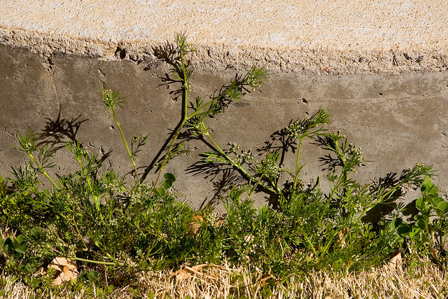 Cyclospermum leptophyllum