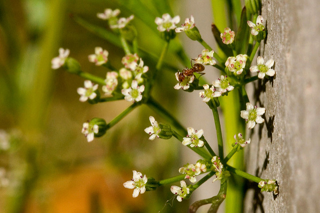 Cyclospermum leptophyllum