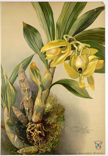 Cycnoches chlorochilon (Cycnoches chlorochilon)