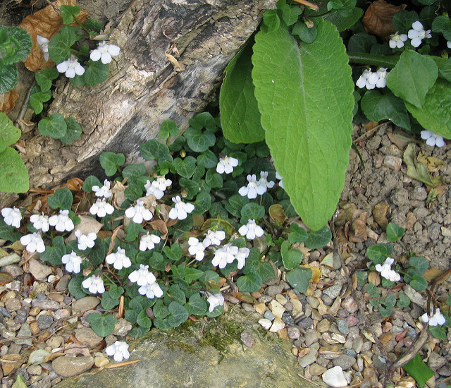 Cymbalaria hepaticifolia